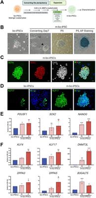 Generation of induced pluripotent stem cells from Bornean orangutans